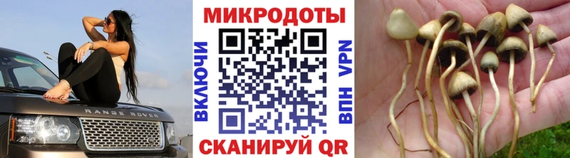 Галлюциногенные грибы MAGIC MUSHROOMS  Заволжье 
